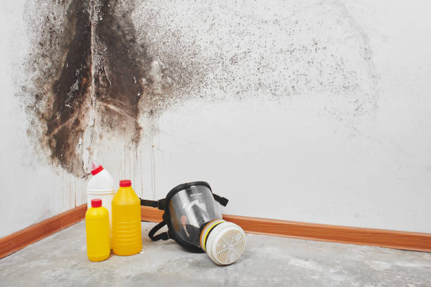 Best Mold Damage Repair  in Malta, MT