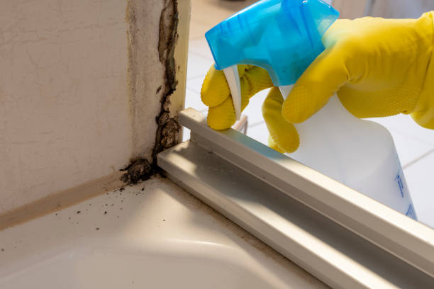 Best Attic Mold Removal  in Malta, MT