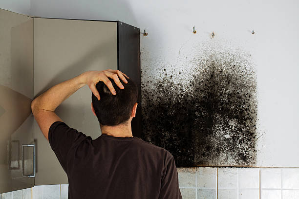 Trusted Malta, MT Mold Removal Experts